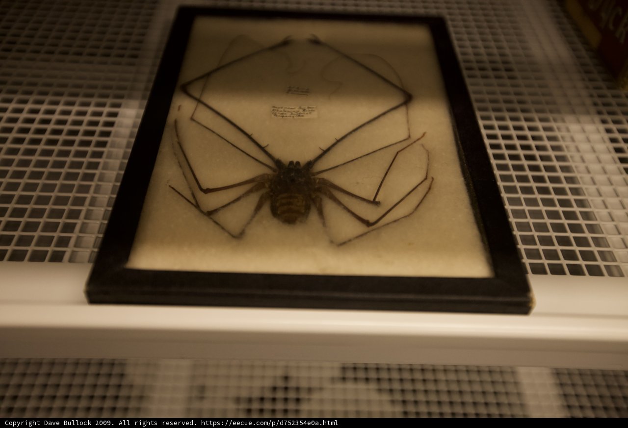 Arachnid Artistry