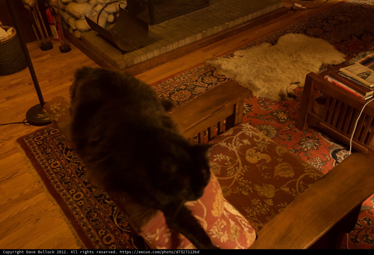 Cozy Feline Lounge