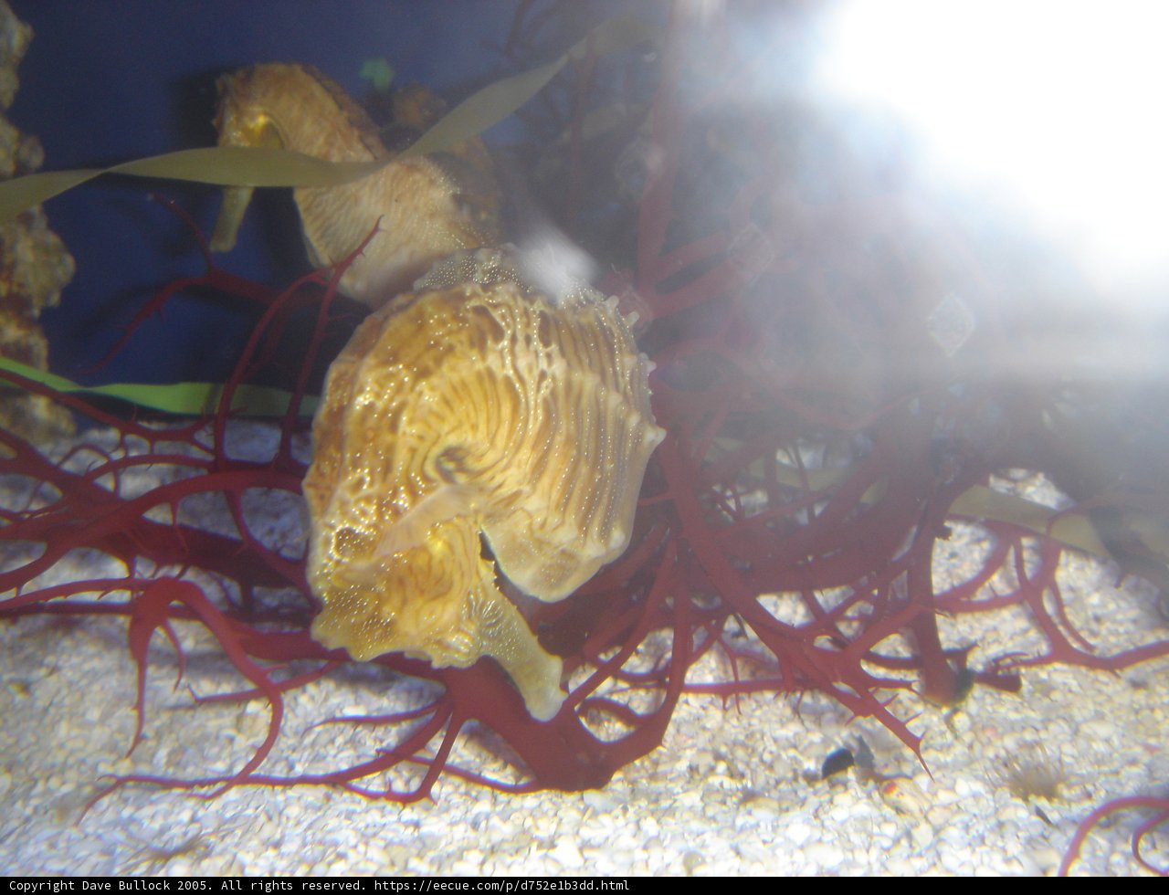 Graceful Seahorse