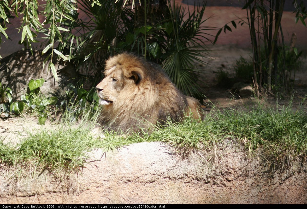 Regal Lion in the Wild