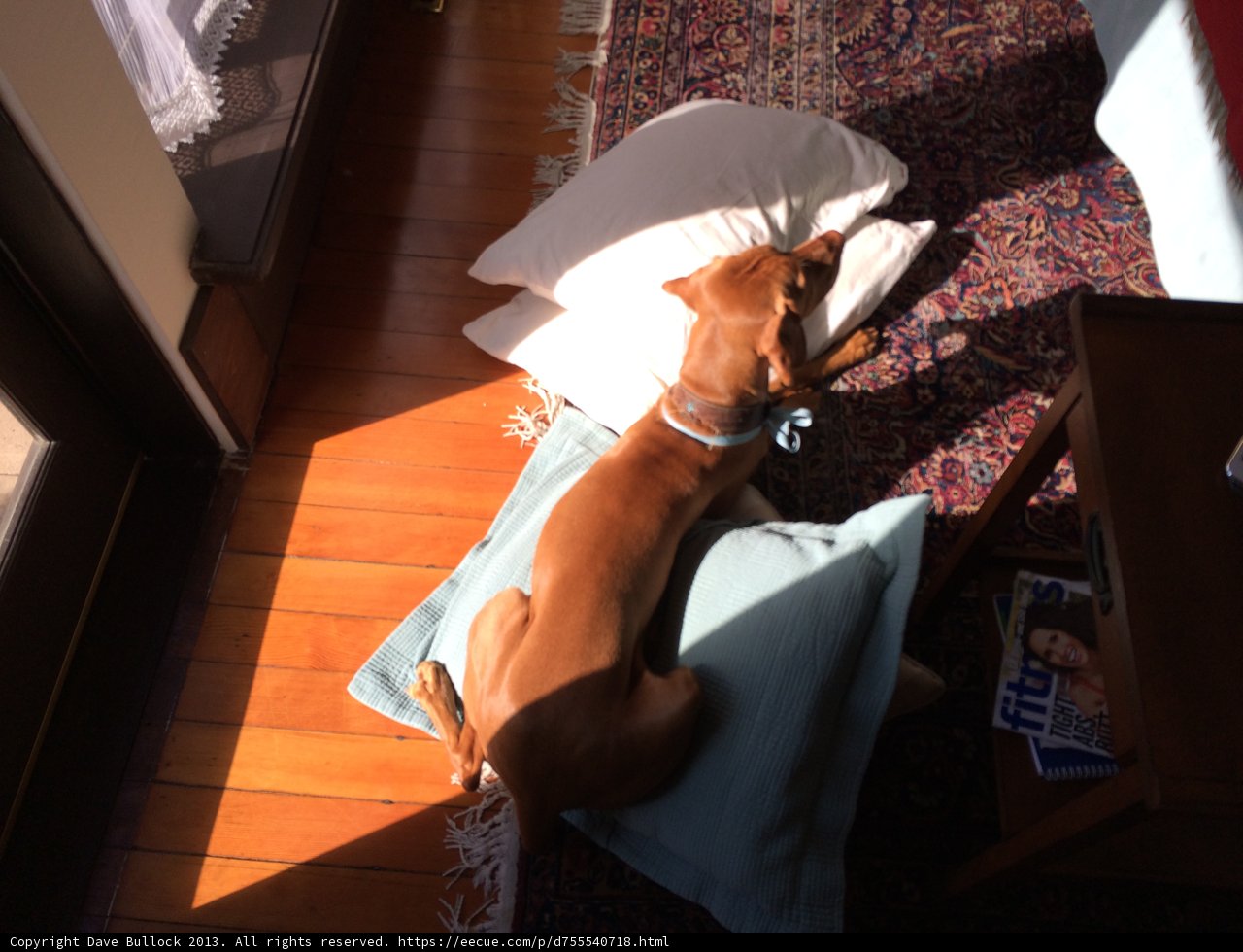 The Comfy Canine Lair