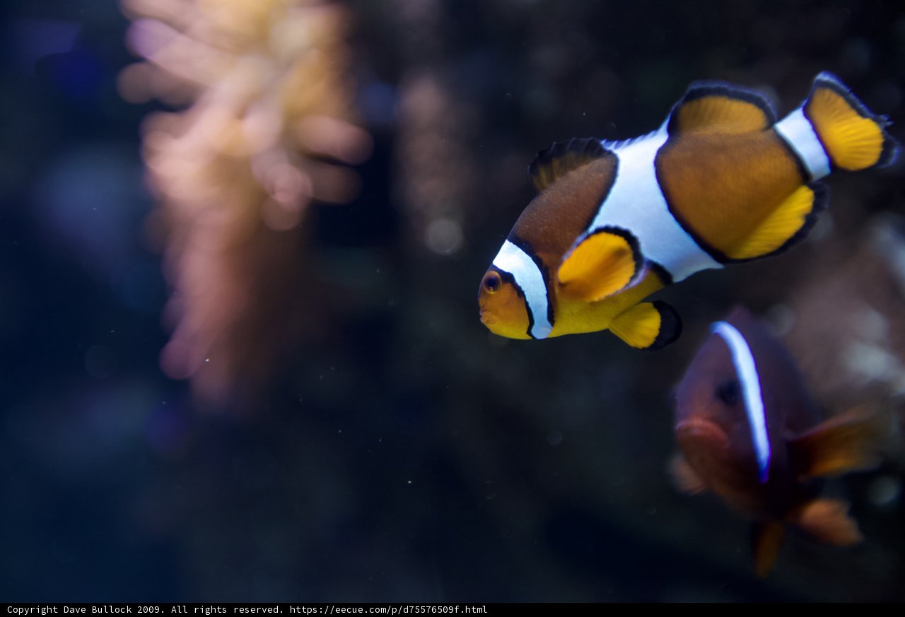 Colorful Clownfish and Anemone Fish in Aquarium