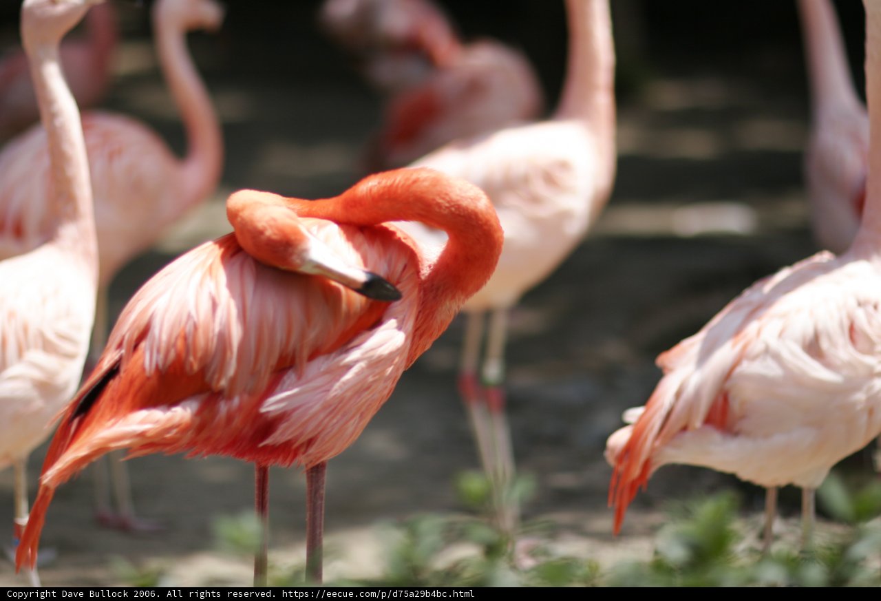 Flocking Together