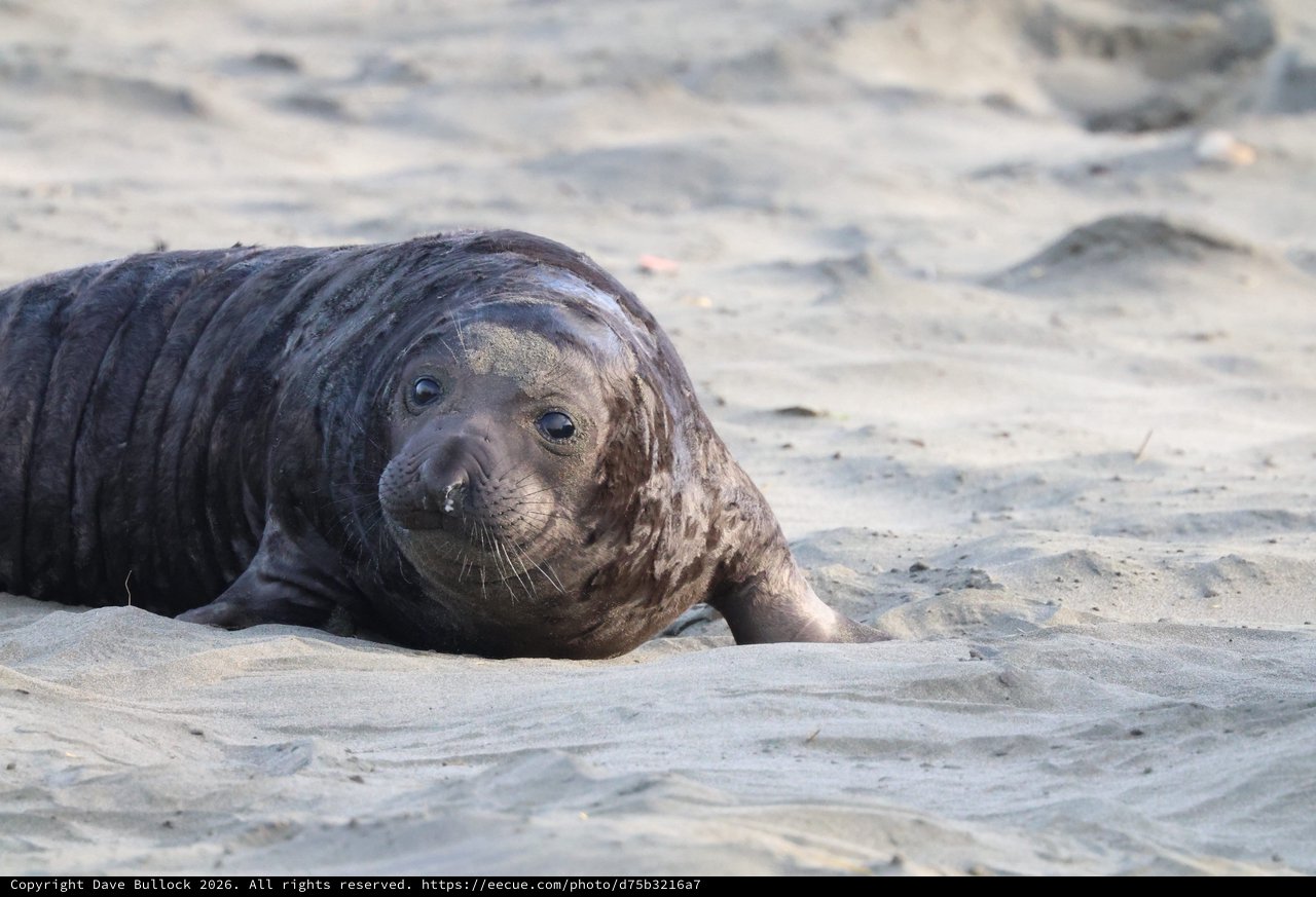 Young Elephant Seal Pup Resting on Sandy Beach