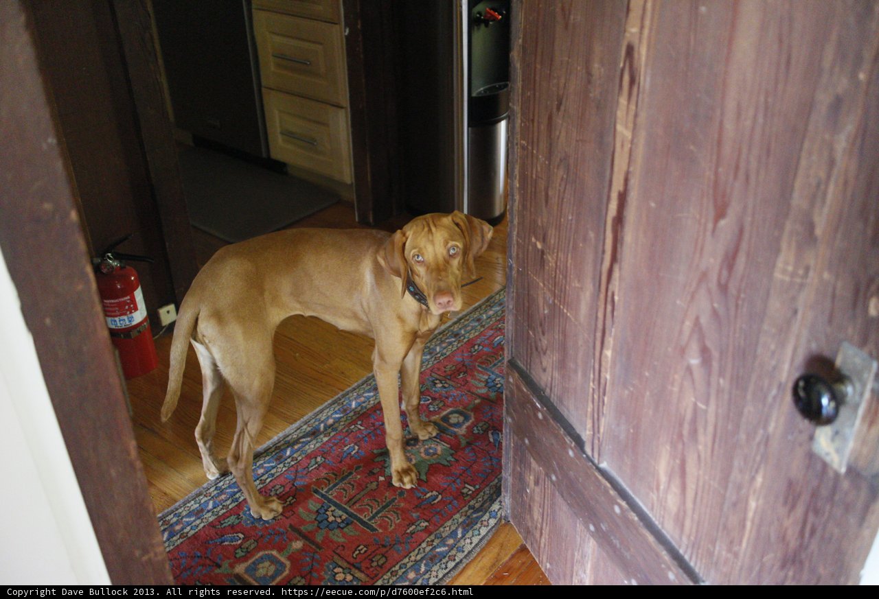 Canine Comfort on Hardwood Floors