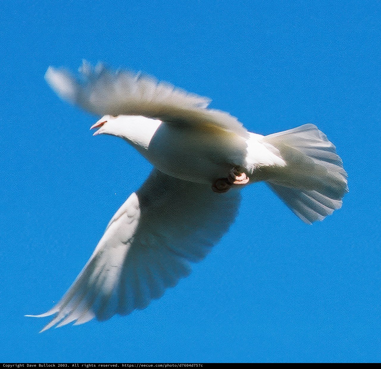 Graceful Flight