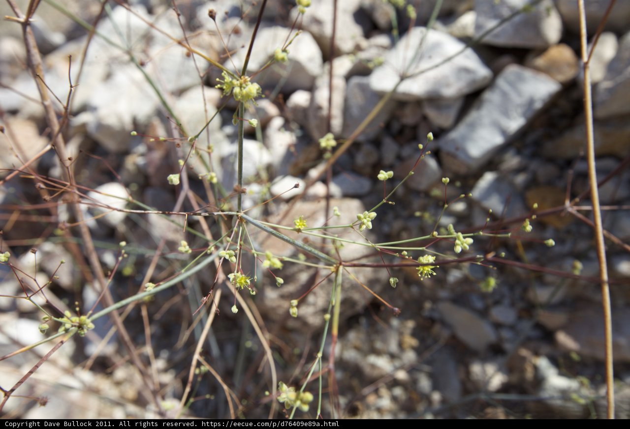 Desert Bloom