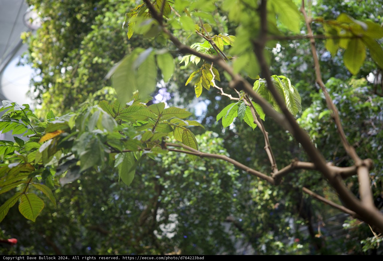 Aura of the Rainforest