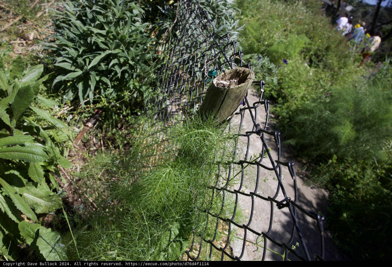 Garden Pathway - Alemany Farm Earth Day Celebration 2024