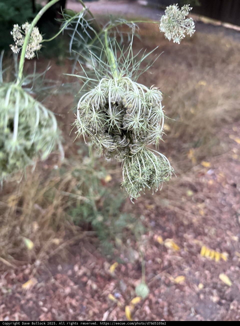 Intricate Nature
