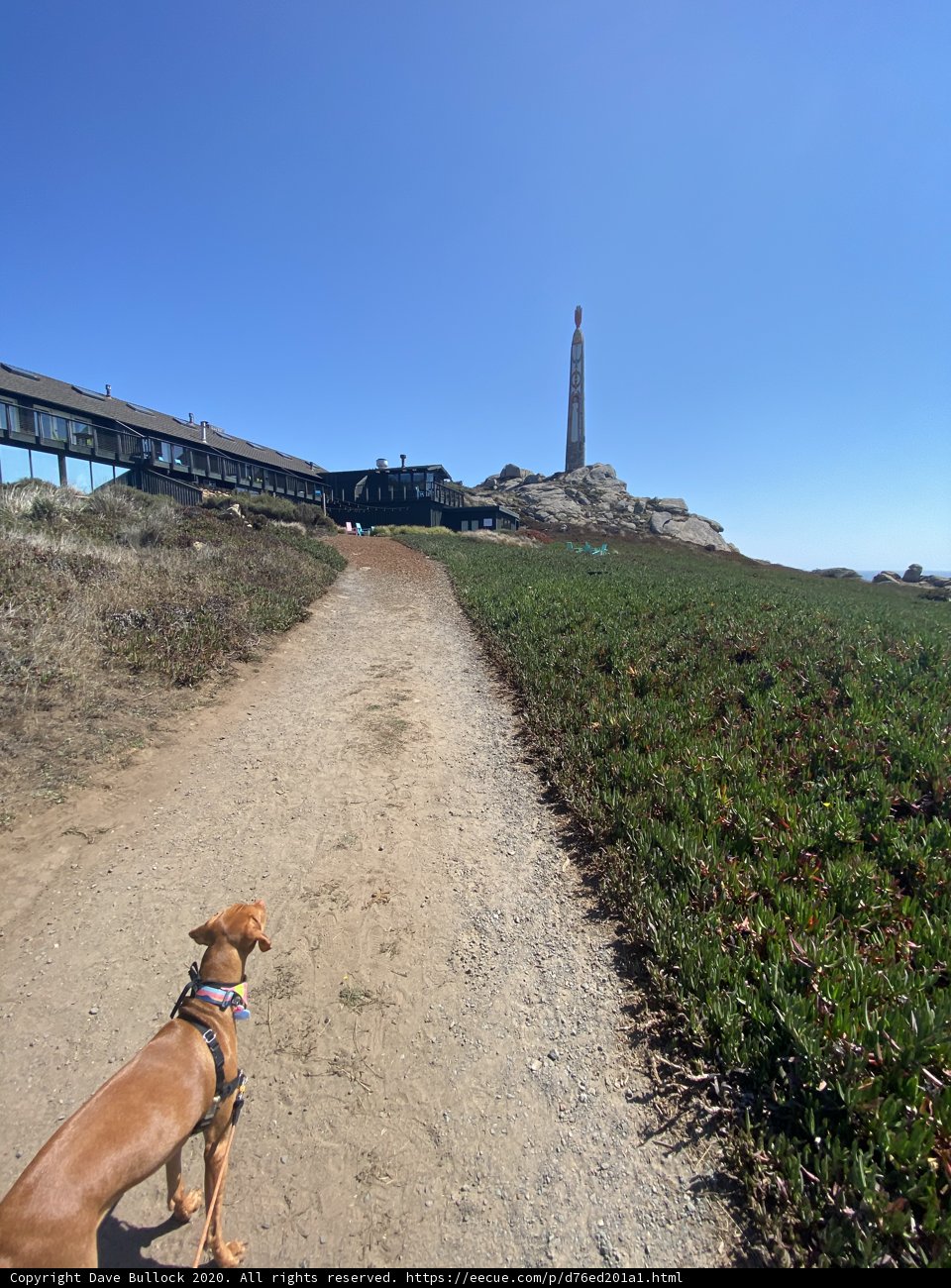 Canine Adventure Near the Lighthouse