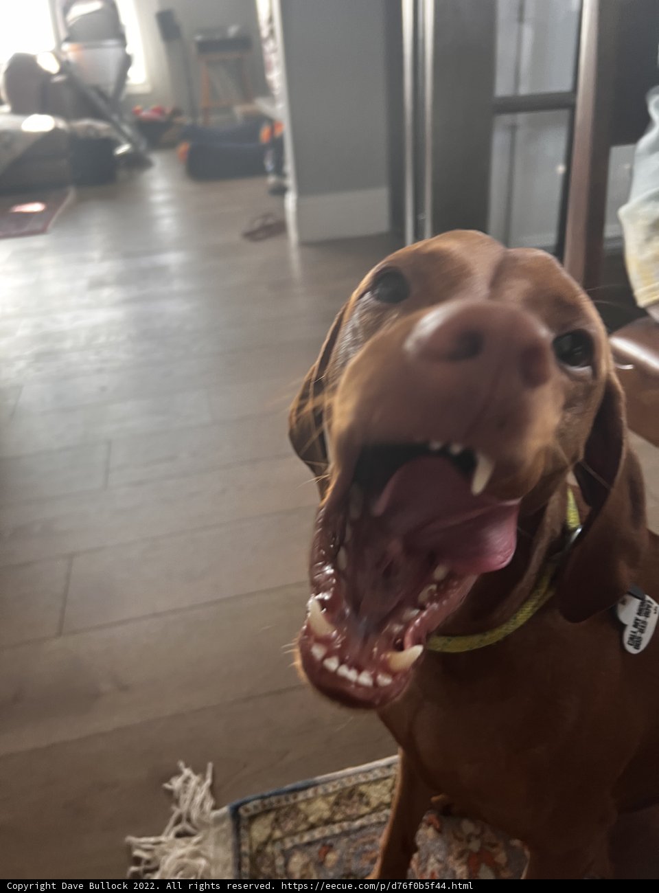 Happy Vizsla