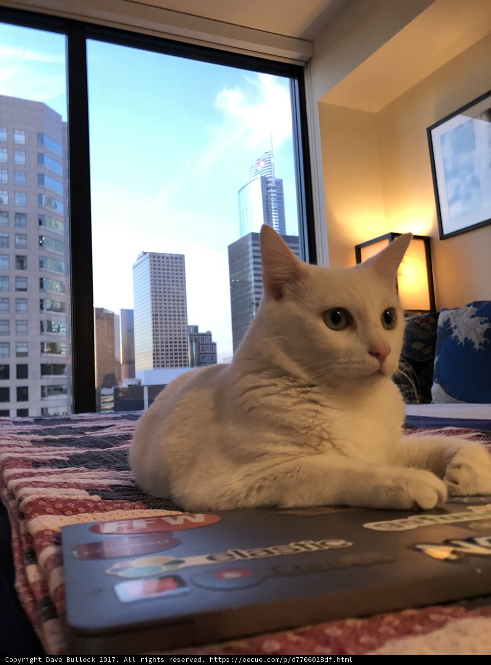 White Cat Working Hard