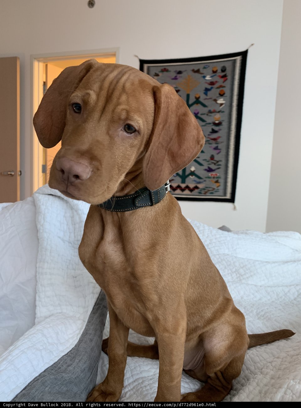 A Vizsla on a Cozy Bed