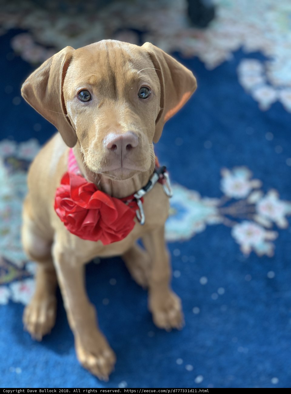 Brown Dog with a Pop of Red