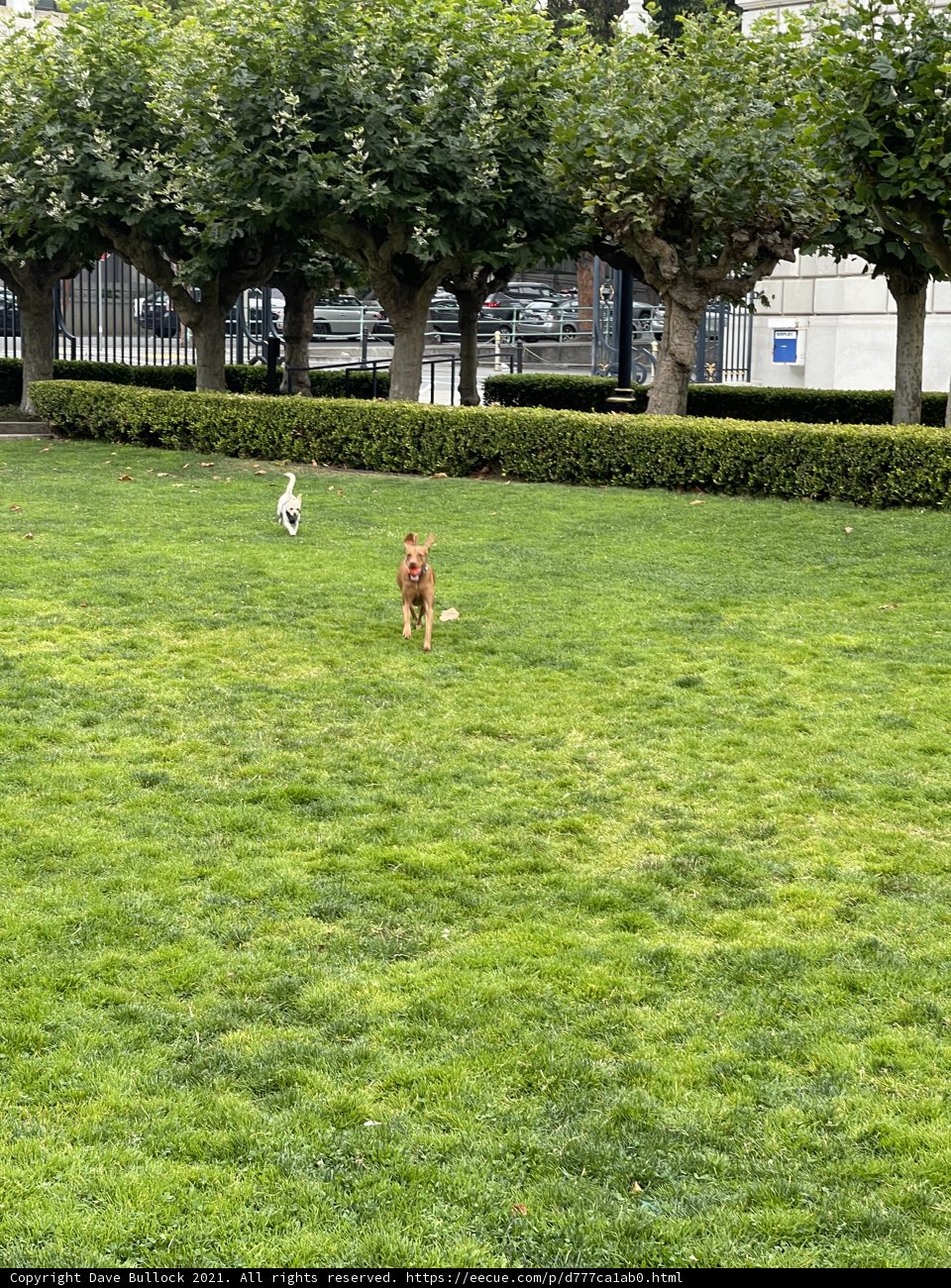 Running Free in the Park