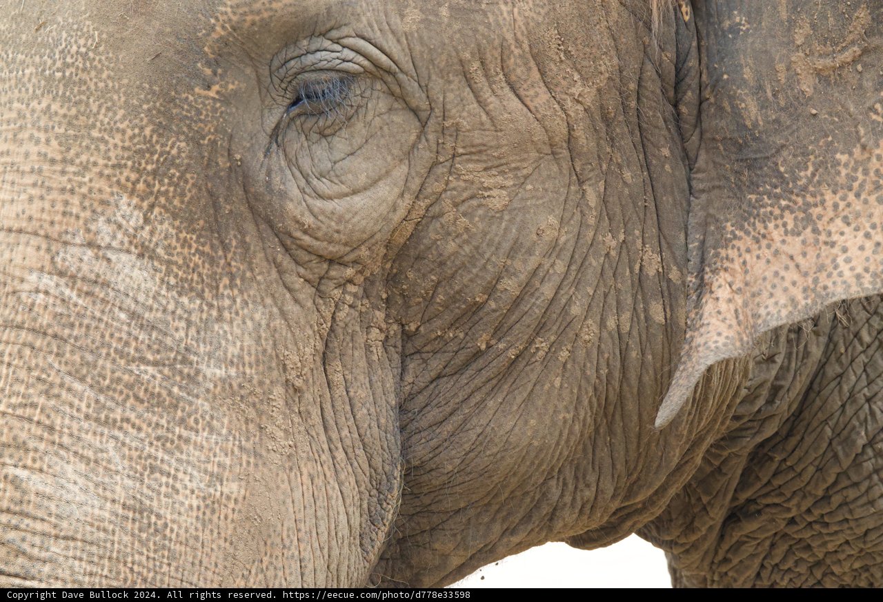 Gentle Giant of Honolulu Zoo