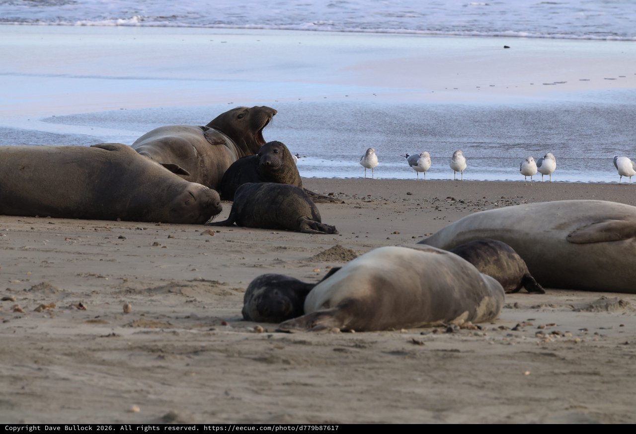 Elephant Seal Colony at Drakes Beach with Gulls