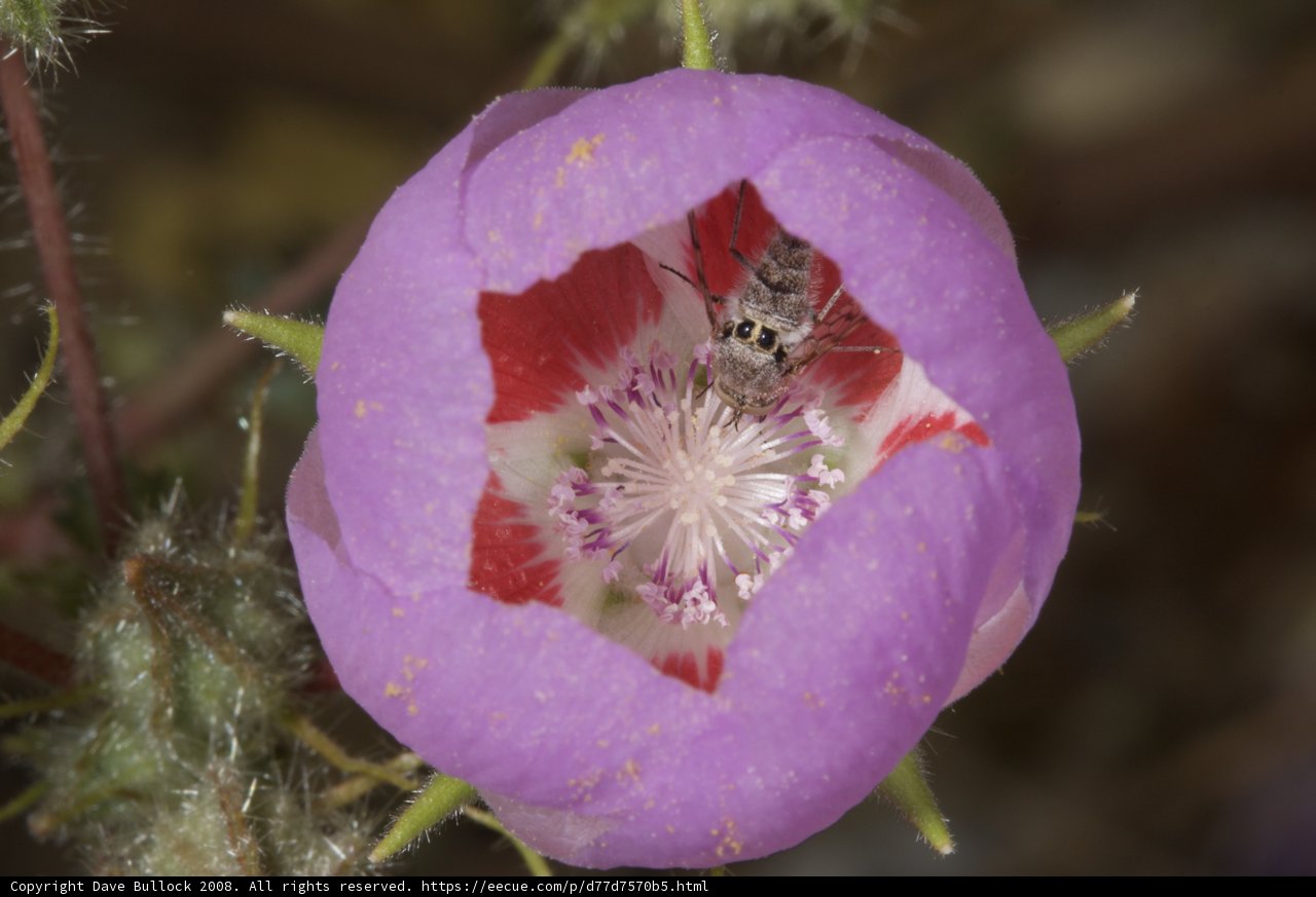 Bee and Geranium Flower