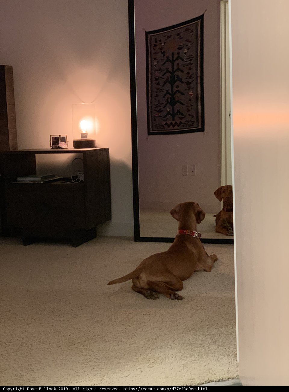 Reflections of a Hound