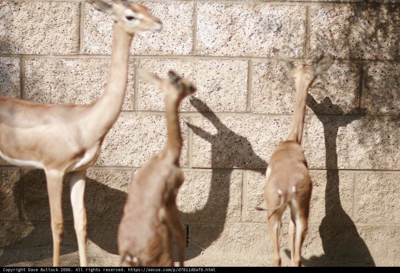 Gazelles next to a Wall