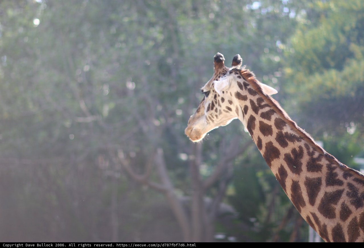 Majestic Giraffe stands tall amidst the savannah landscape