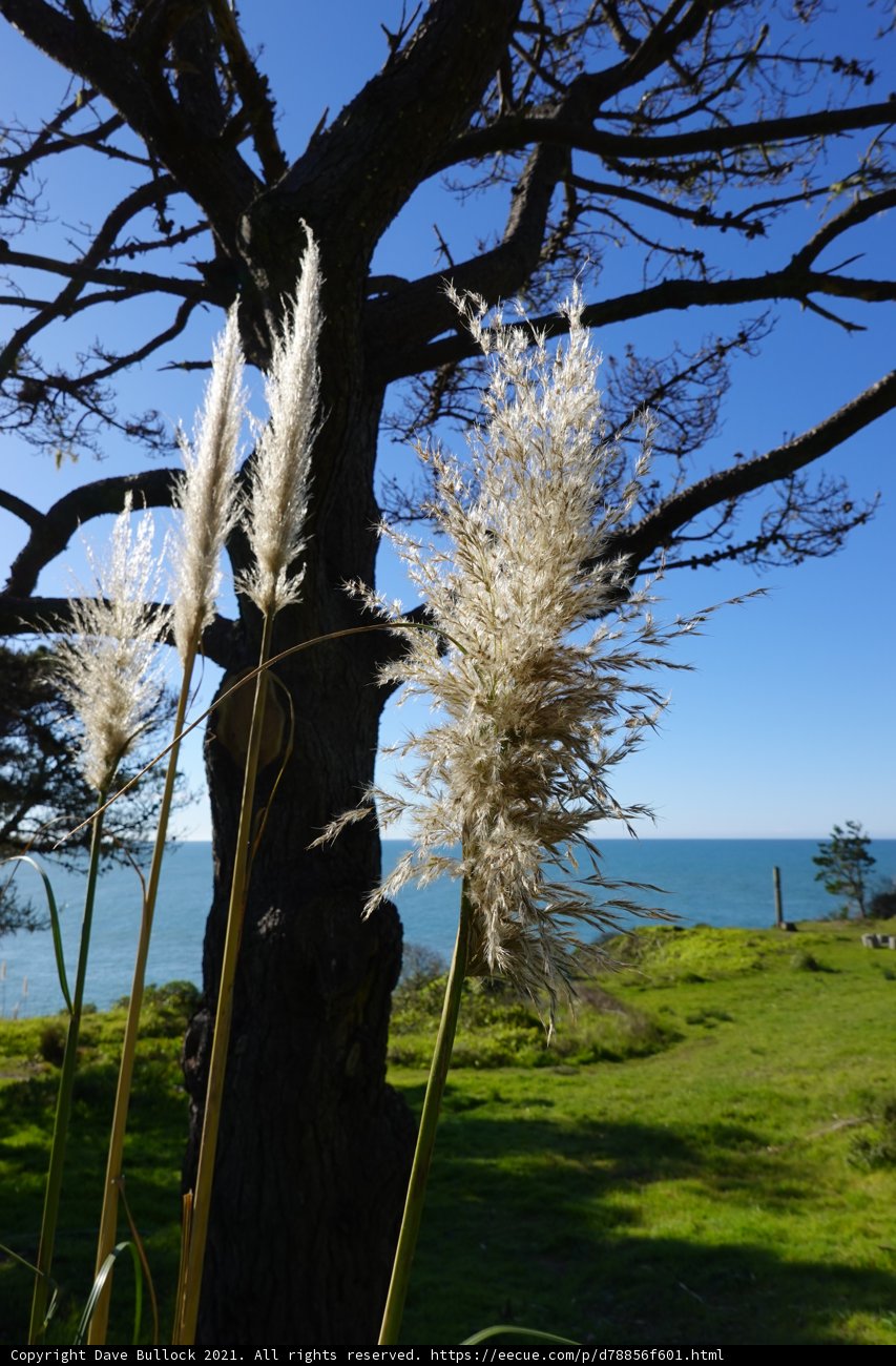 Reed in the Summer Breeze