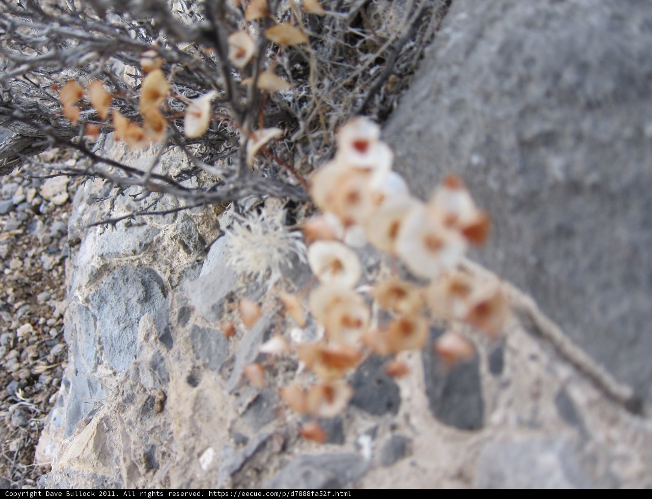 White Blooms in a Rock Garden