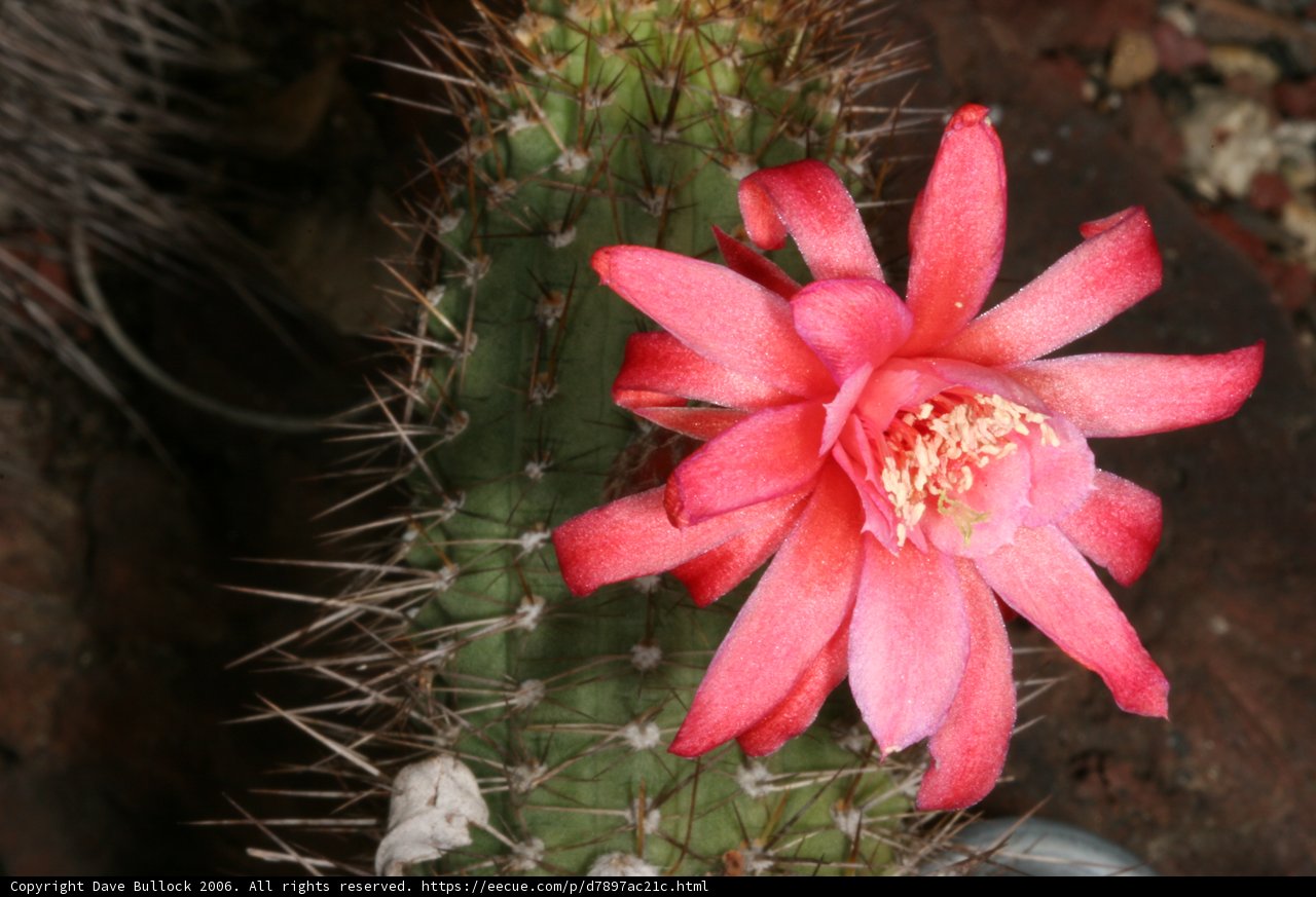 Pink Rose Cactus