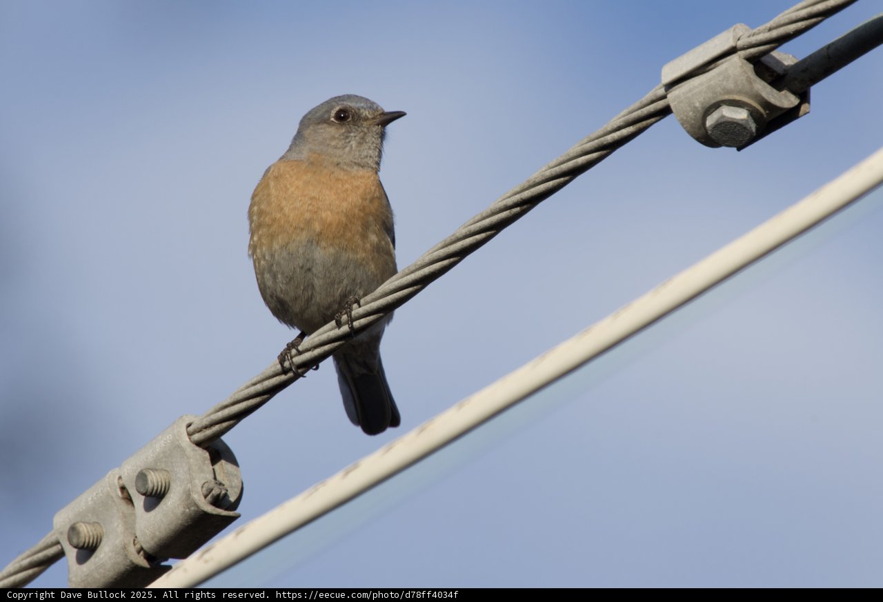 Perched in Harmony
