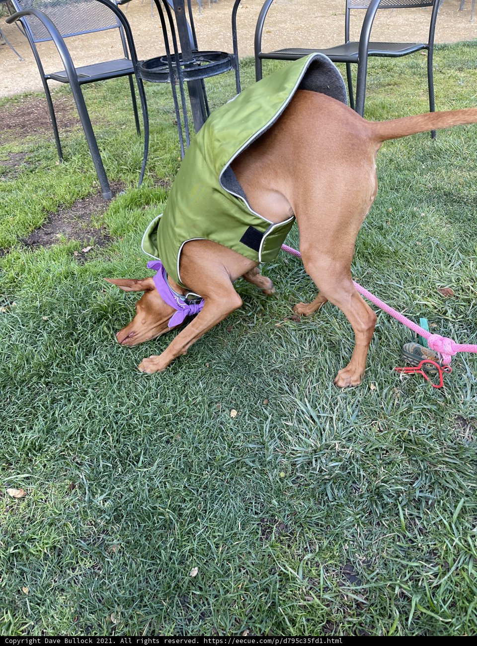 Stylish Pup in Green Jacket