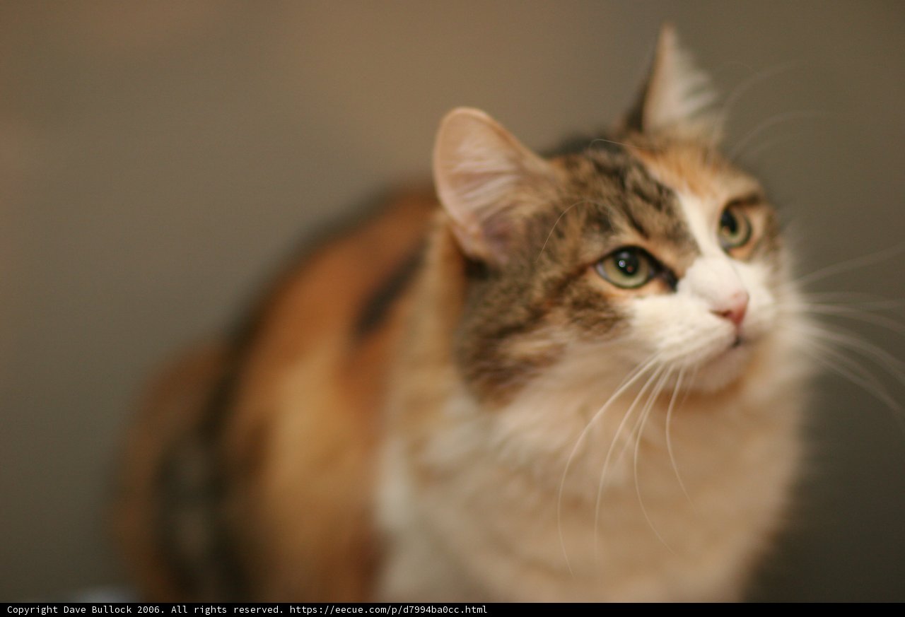 Calico Cat Contemplation