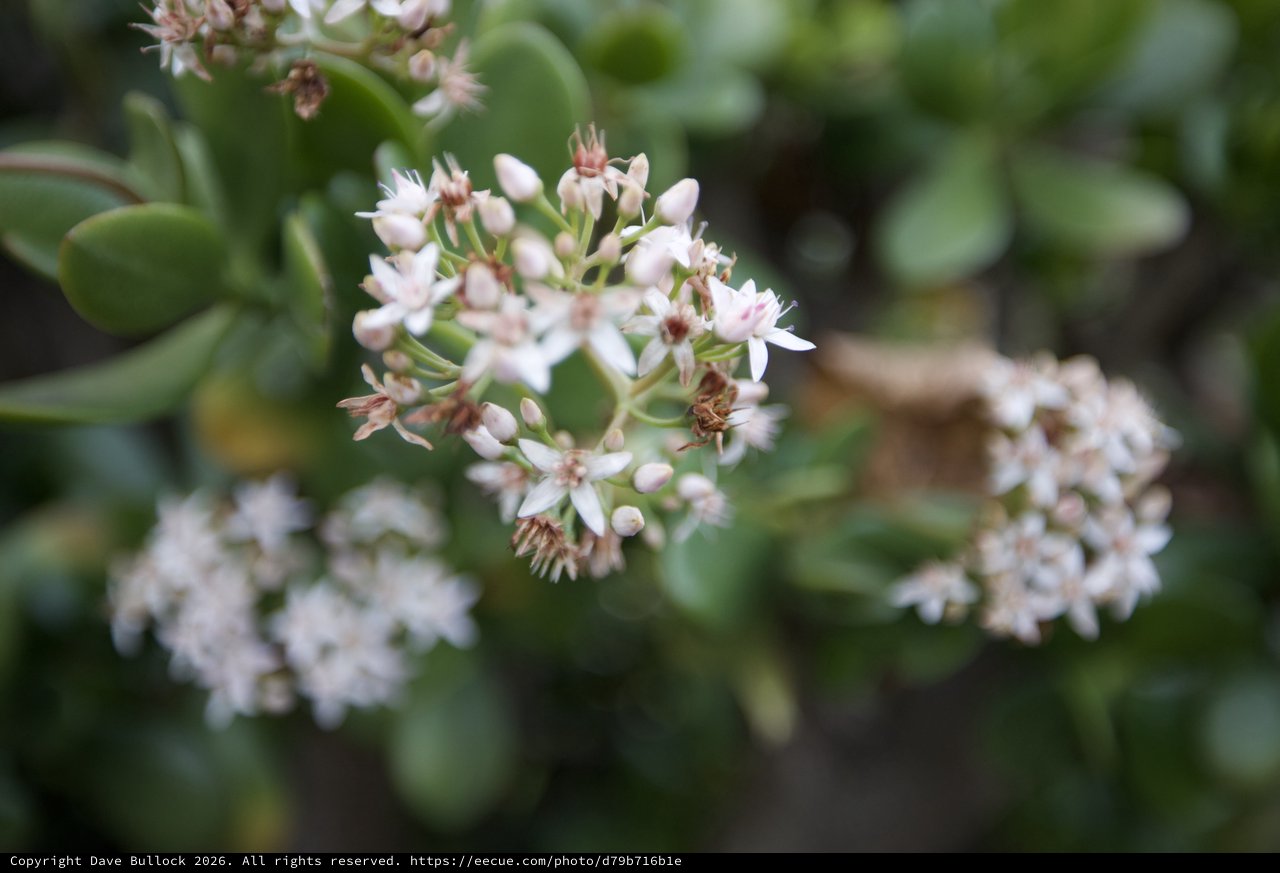 Delicate White Jade Plant Flowers in Bloom