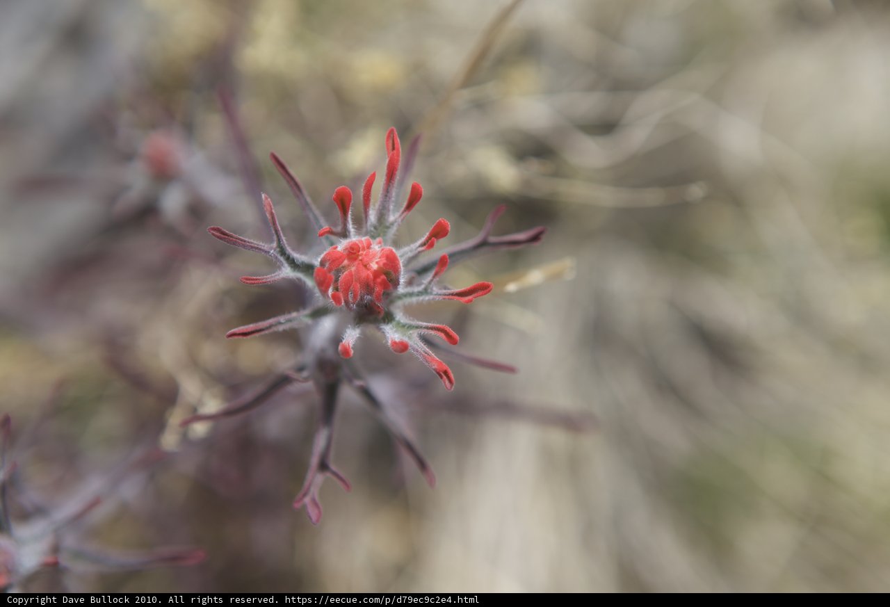 Red Flower Sprouting in the Desert