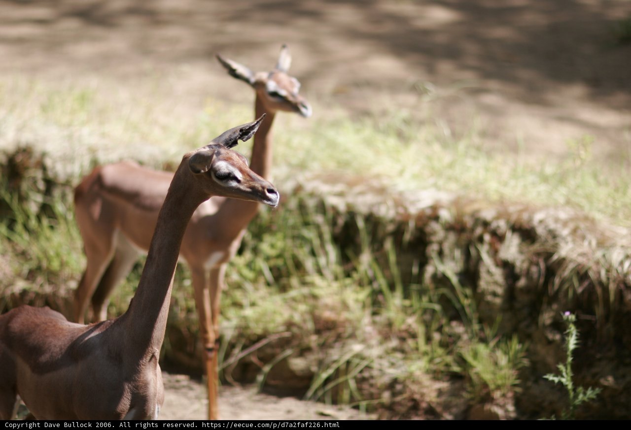 Graceful Gazelles