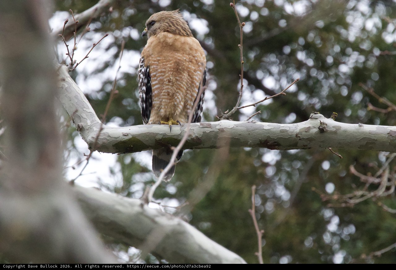 Red-shouldered Hawk Perched on Birch Branch