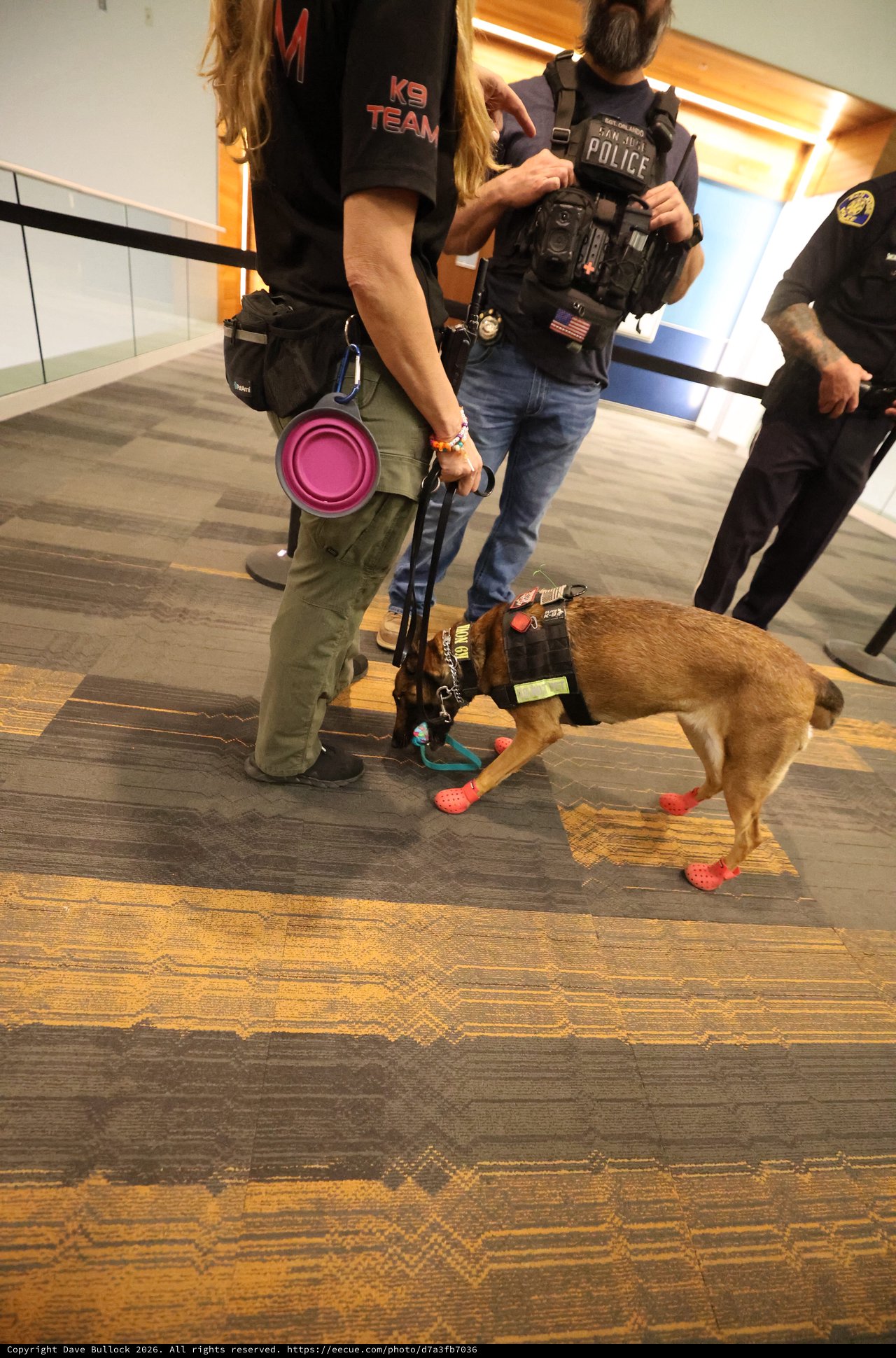 K9 Police Dog in Red Booties at Indoor Event