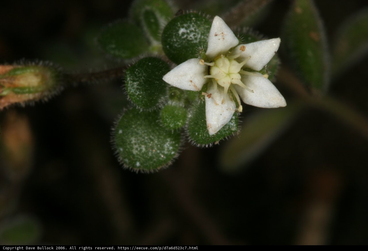 Delicate Beauty