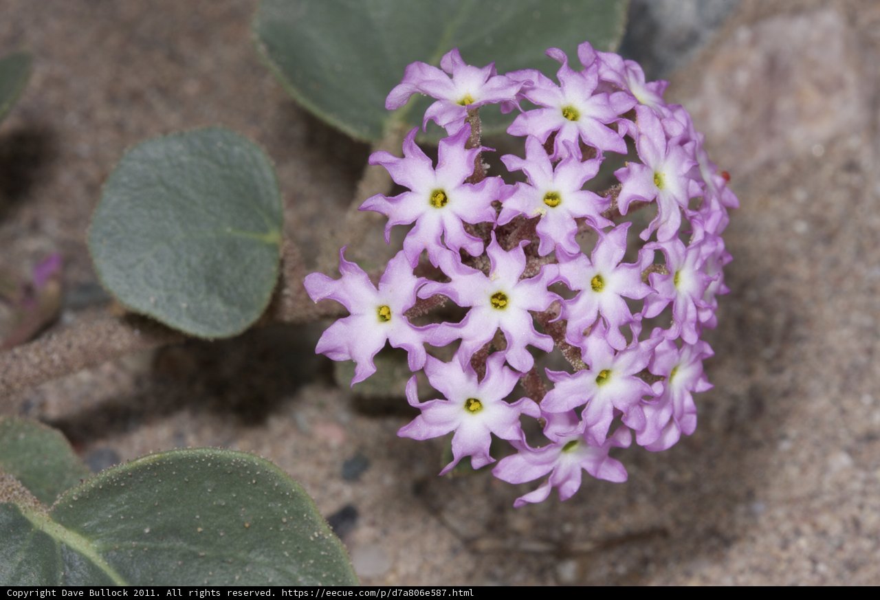 Purple Geraniums Bloom in Sandy Soil