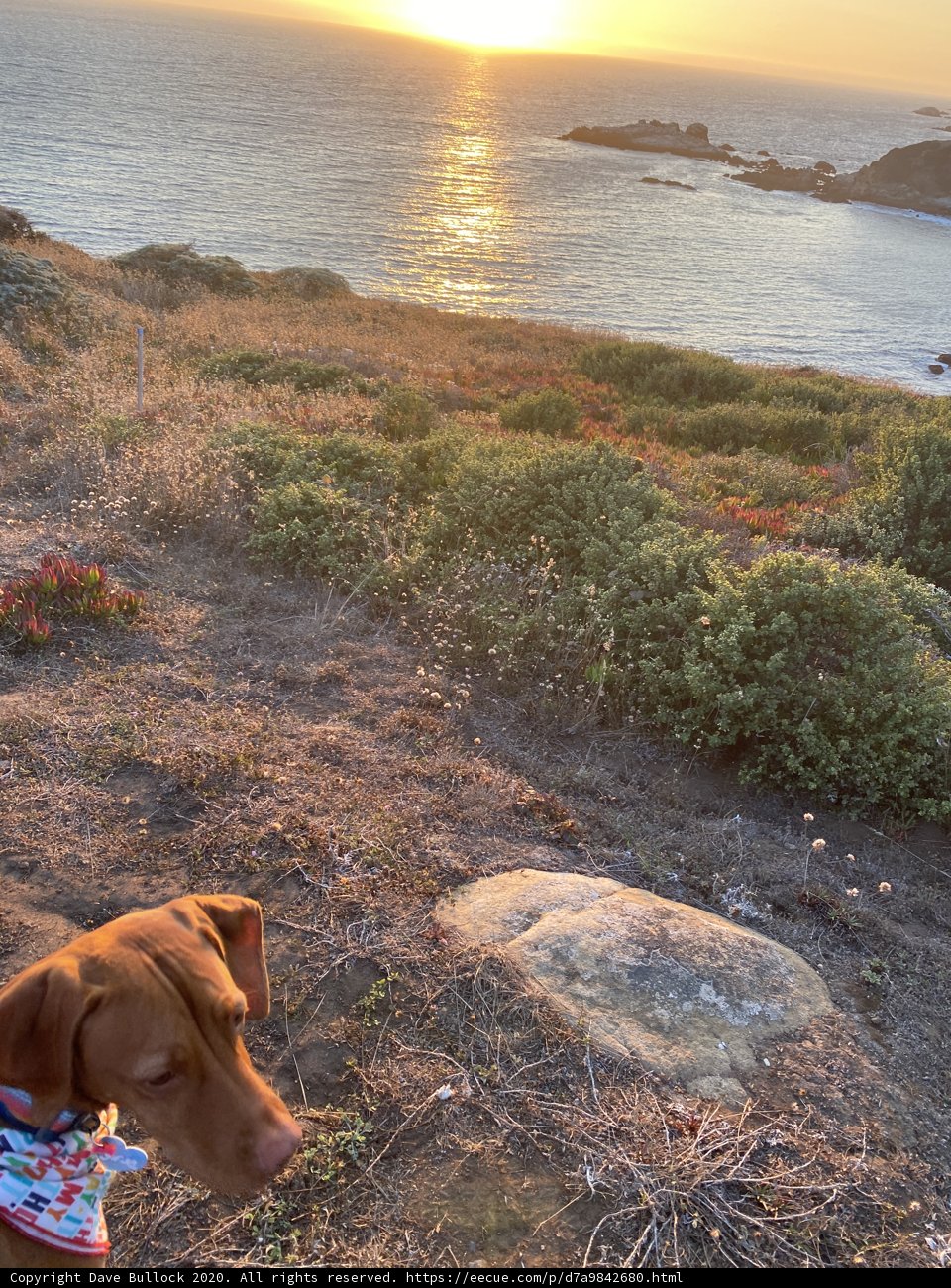 Canine Enjoying Scenic View of the Ocean