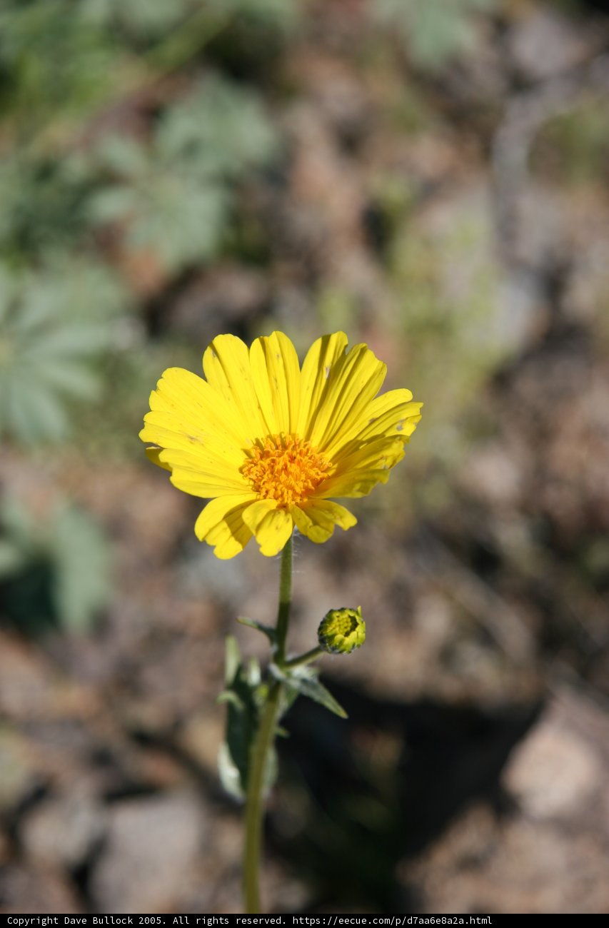 Sunny Daisy Amidst Lush Woodlands