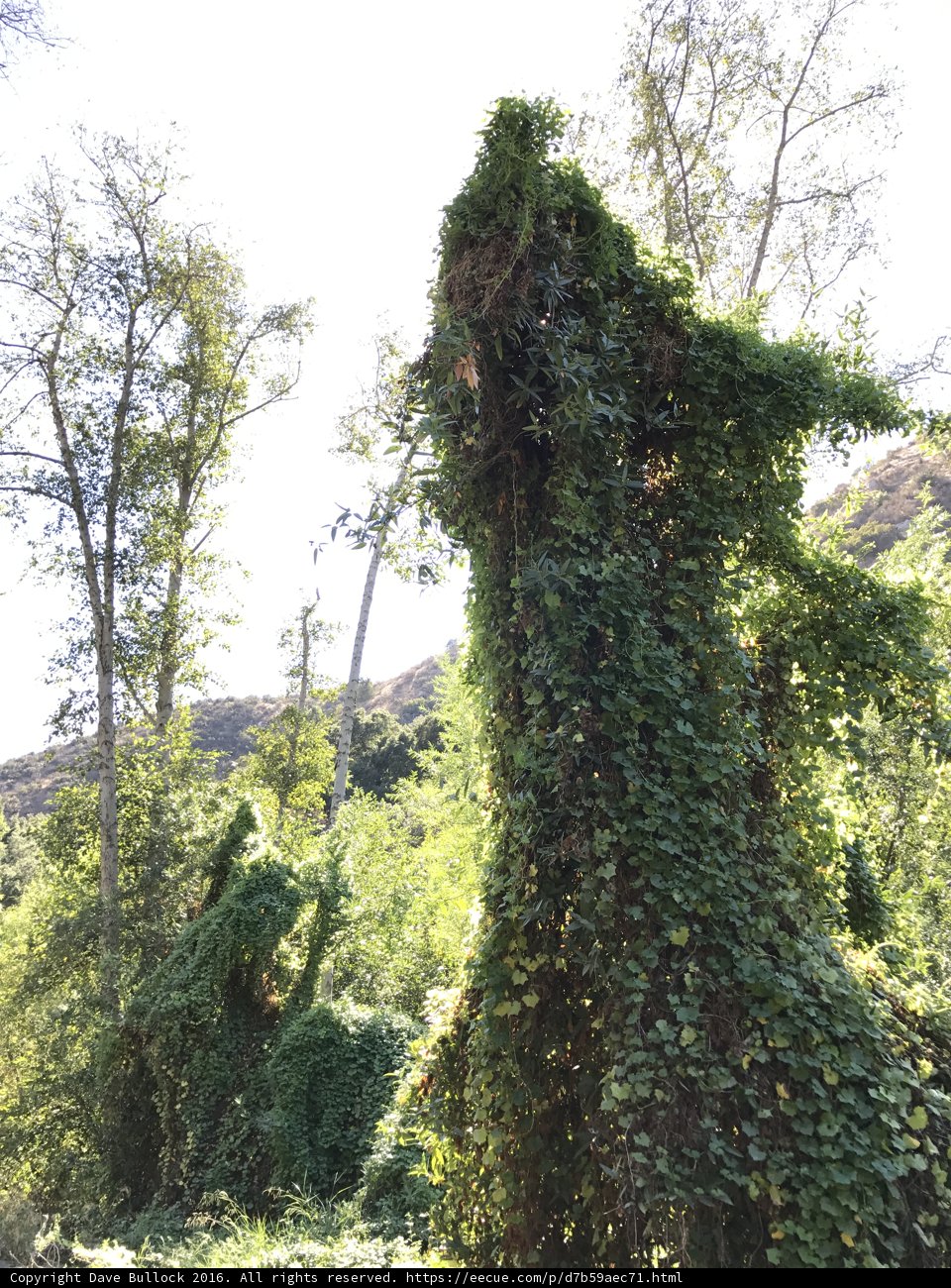 Majestic Horse Amidst the Forest