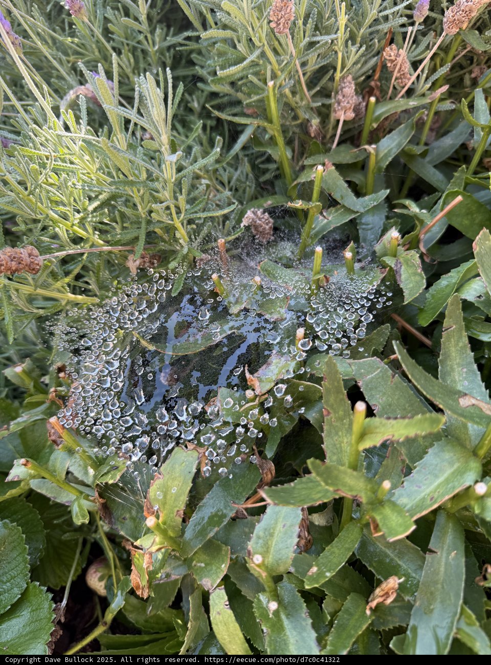 A Delicate Web of Nature