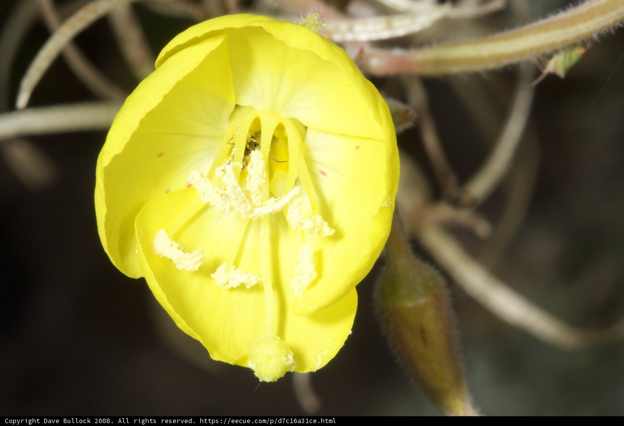 The Bright Bloom in the Barren Land
