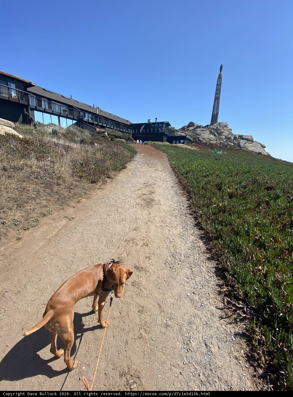 A Vizsla taking a walk down the path
