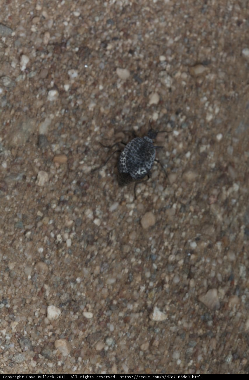 Desert Insect in its Habitat