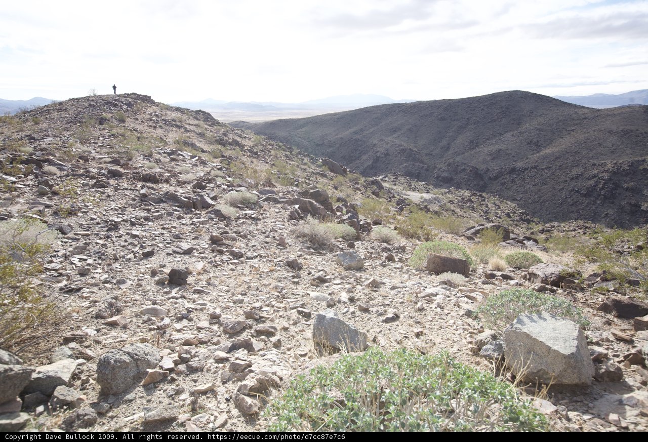 Standing Tall on a Desert Hill