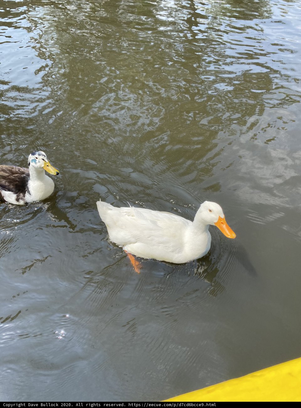 Two Ducks Enjoying a Swim in Lago de Xochimilco