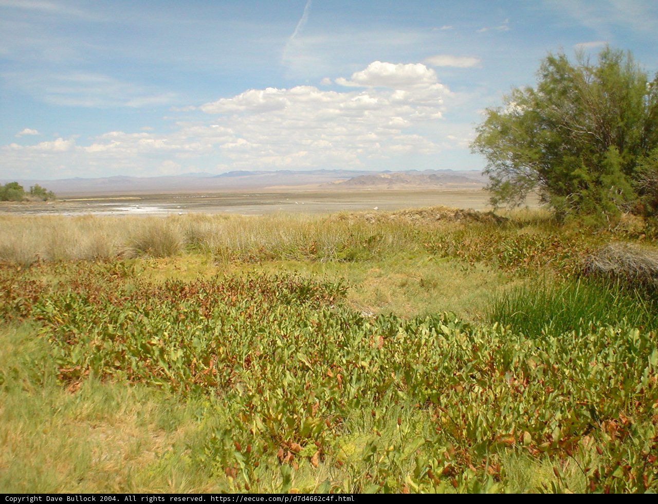 Vast Savanna Landscape