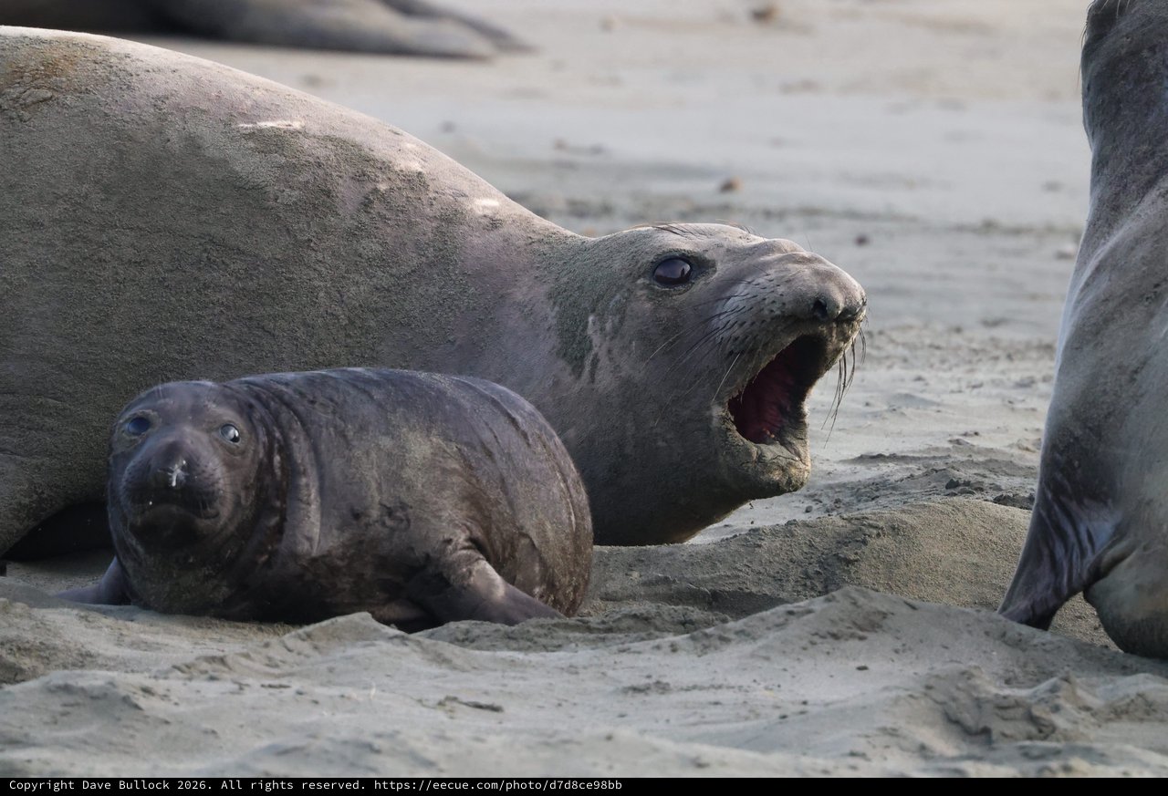 Elephant Seal Pup and Adult at Drakes Beach